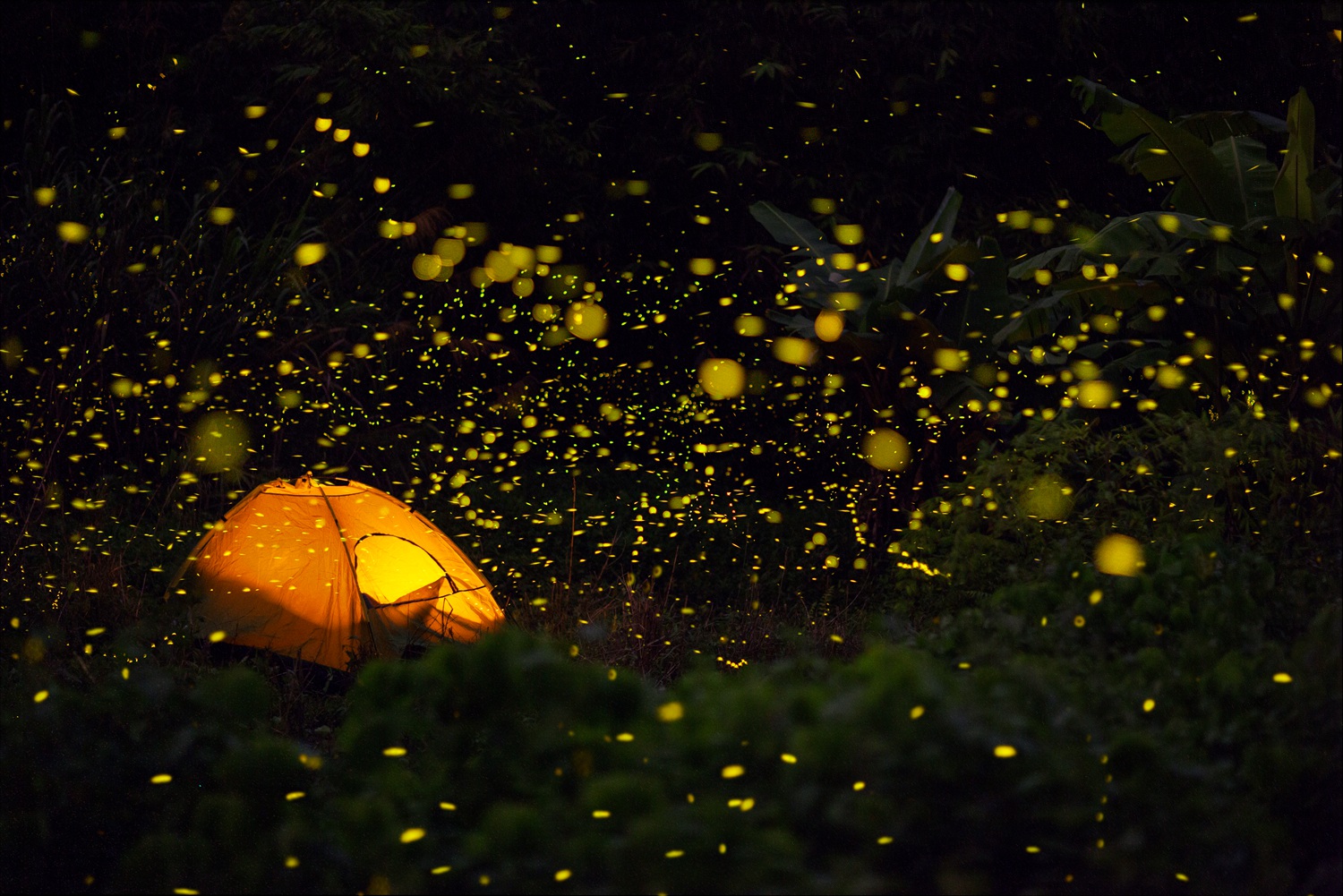 来“萤火虫之森”开启夏夜浪漫吧