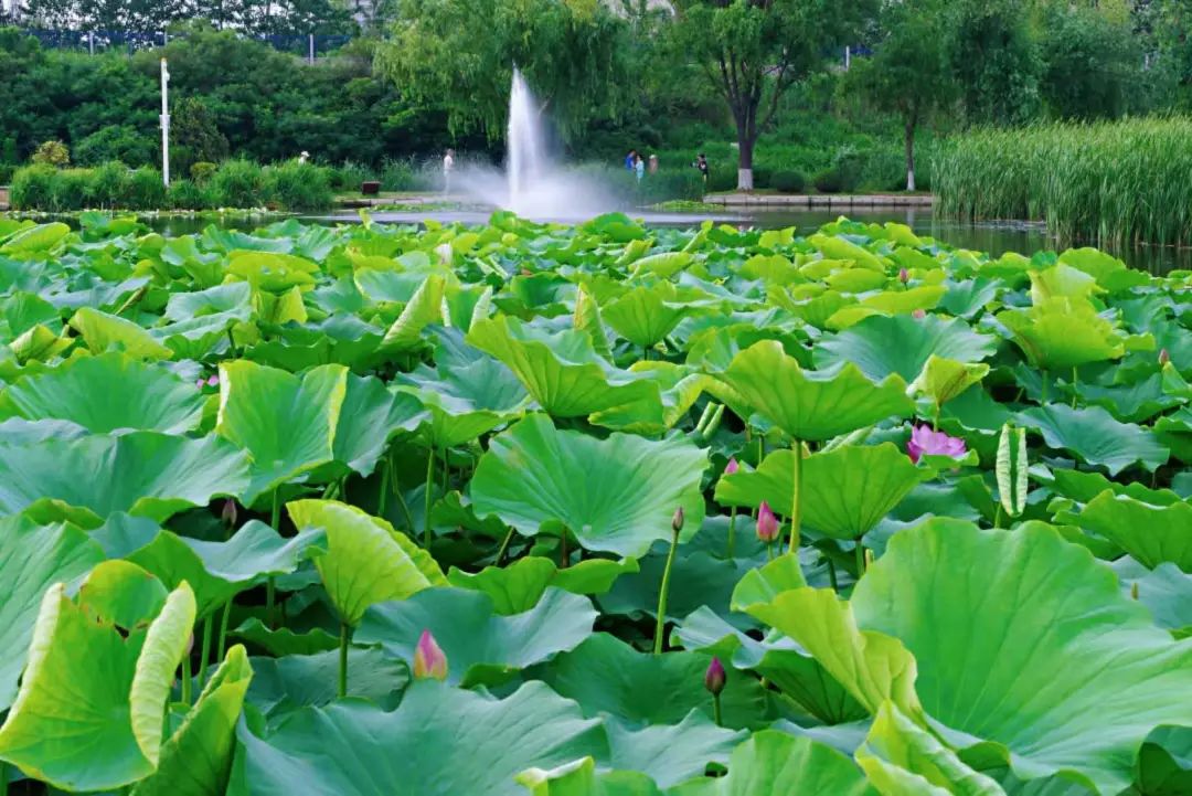 辽宁大连：初夏赏花