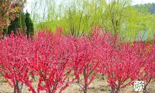 辽宁大连：初夏赏花