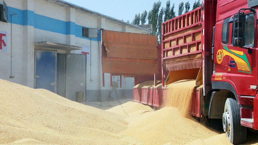 今年夏粮收购各项准备基本就绪