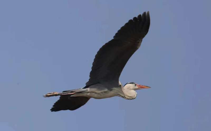 北京市密云水库:鸟类繁育的乐园