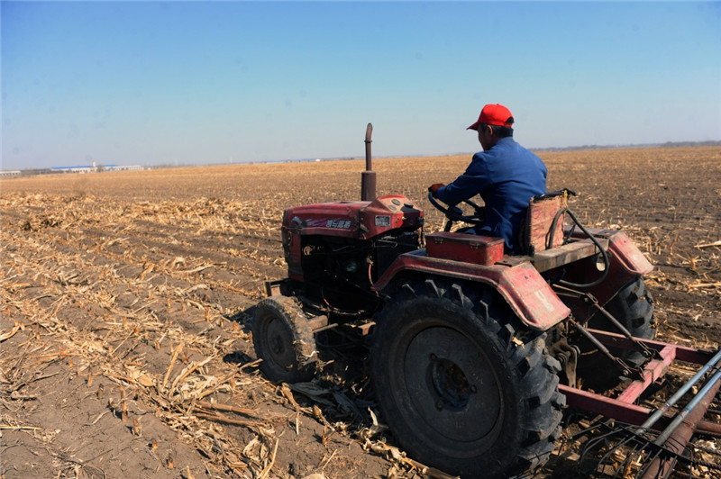 吉林：黑土地上插秧忙