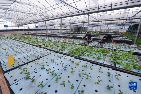 农旅融合强发展 特色产业促增收