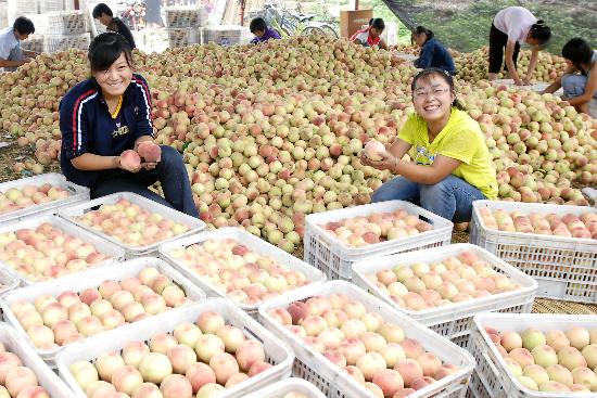 北京平谷进入鲜桃丰收季