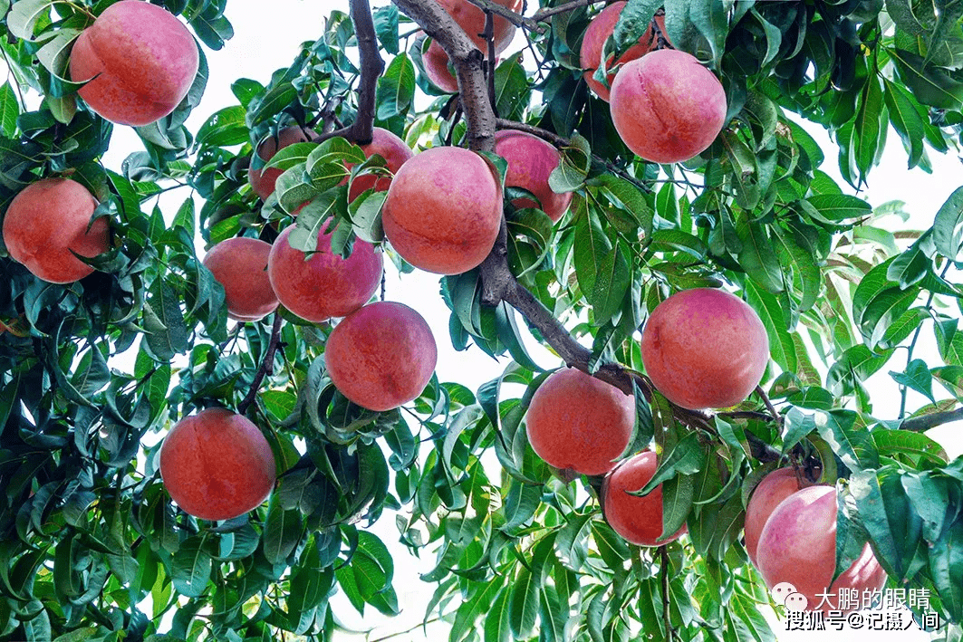 北京平谷进入鲜桃丰收季