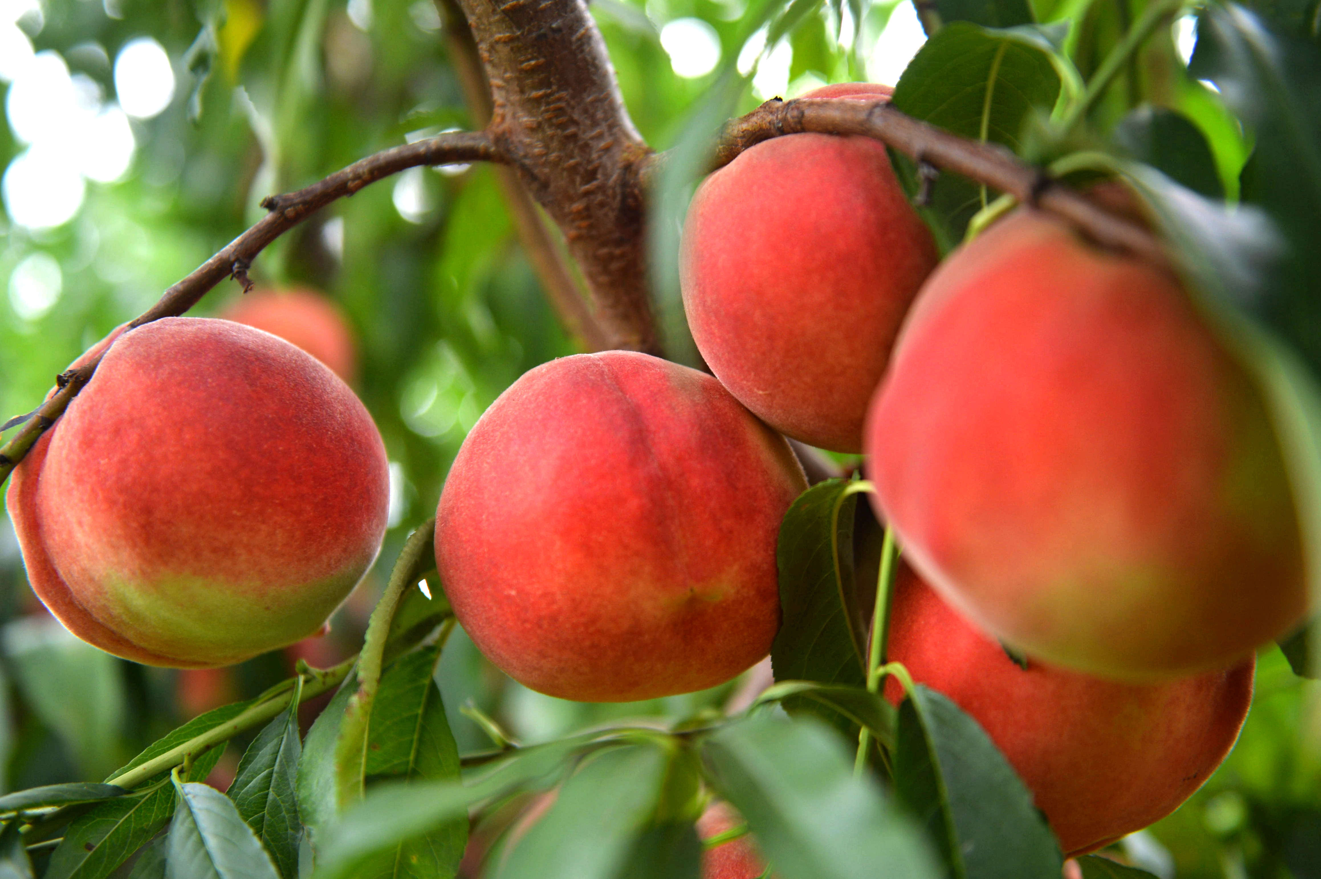 北京平谷进入鲜桃丰收季