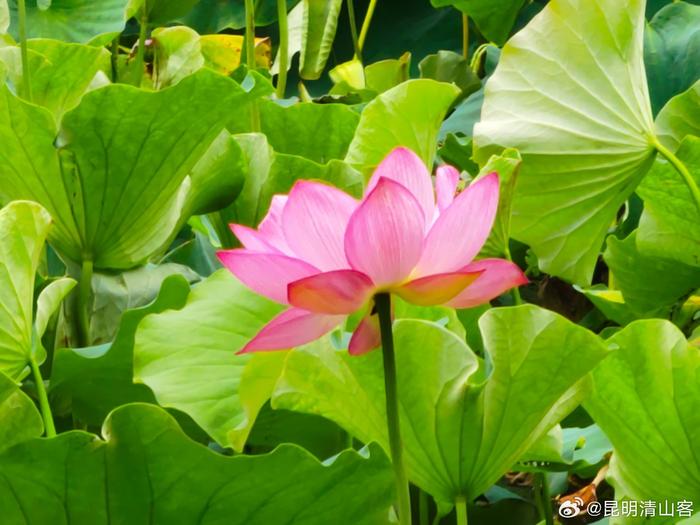 昆明：荷花盛开引客来