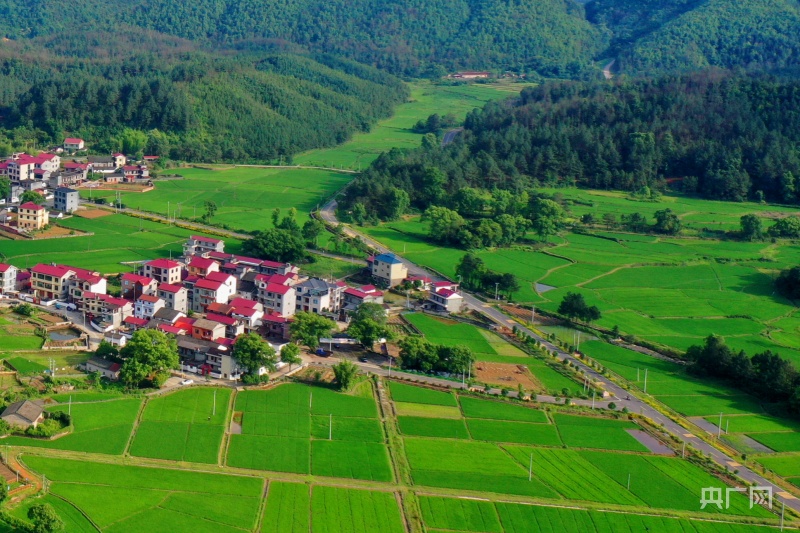 江西于都: 特色产业助力乡村振兴