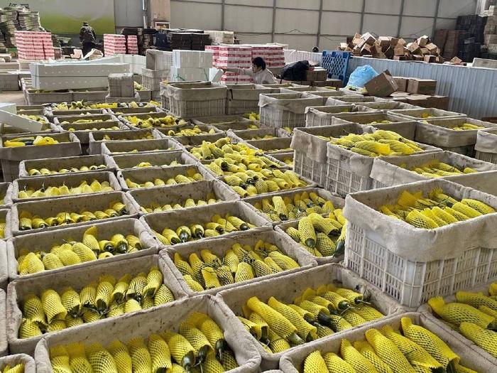 2024“数商兴农”进湖南暨惠民惠企活动举行