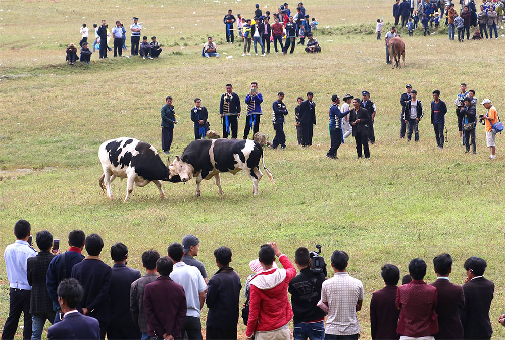 四川布拖县:“火把节”上的斗牛