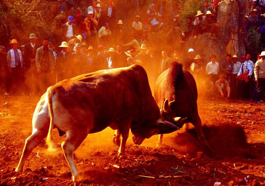 四川布拖县:“火把节”上的斗牛